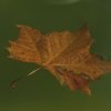 Foglie
