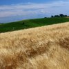 Terre di Monterubbiano