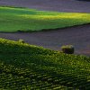 Terre di Monterubbiano